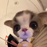 Telegram profile photo for ݂