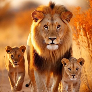 Telegram profile photo for Сафари 🦁Safari