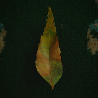 Telegram profile photo for سرو خزان