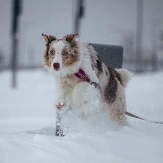 Telegram profile photo for Aussie | Mika