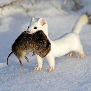 Telegram profile photo for Беспросветный тупик