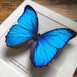 Telegram profile photo for فراشة 🦋
