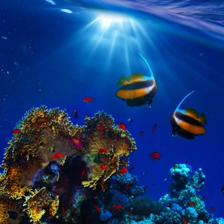 Telegram profile photo for Living Ocean