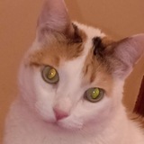 Telegram profile photo for الجزائر الجميلة