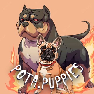 Telegram profile photo for Pota.Puppies 💥 Питмоник Американские булли | Французские бульдоги