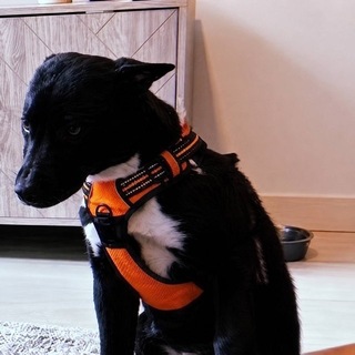 Telegram profile photo for Ansem’s Dog ~ $ZEUS