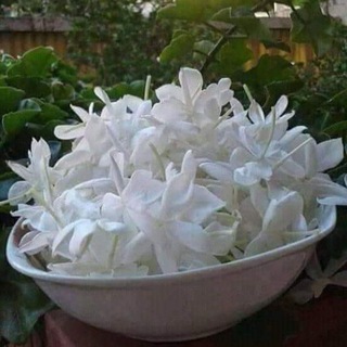 Telegram profile photo for مُدَوَّنَةُ مُهَاجِر