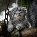 Telegram profile photo for Трындит и показывает (Окто)Манул