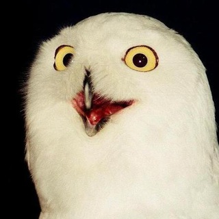 Telegram profile photo for Cantinho da Coruja Escultora