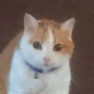 Telegram profile photo for Post this cat