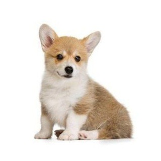 Telegram profile photo for Аварски