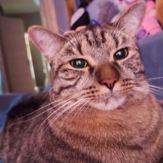 Telegram profile photo for Meine Katzen 😻