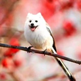 Telegram profile photo for 🔑🐶 Directorio Cachorrovolador 🦅🔑