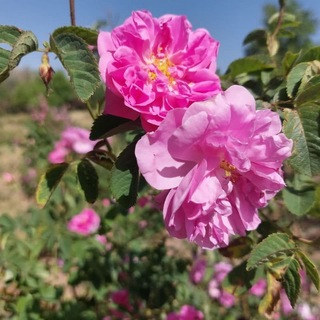 Telegram profile photo for روستای بهارستان آشتیان