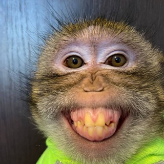 Telegram profile photo for MonkeyPal