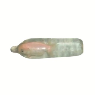 Telegram profile photo for First Condom Fish CTO