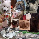 Telegram profile photo for Усатая Мультивселенная