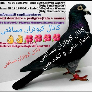 Telegram profile photo for کانال کبوتران مسافتی