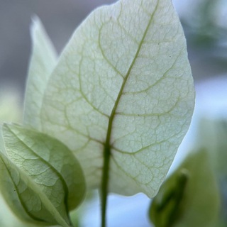 Telegram profile photo for Зеленое пространство 🌿
