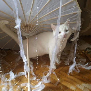 Telegram profile photo for фанклуб дария