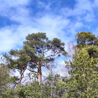 Telegram group profile photo for Ярмарка СНТ Красногорское🌲🍄🟫🍇🍓
