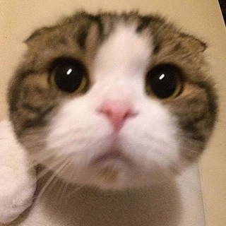 Telegram profile photo for Cat Gambles