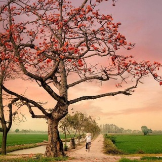 Telegram profile photo for အသက်တမျှ☘️
