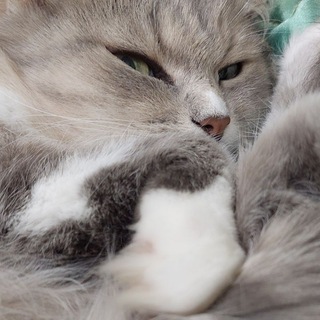 Telegram profile photo for Кроличья норка🌸🩷