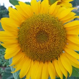 Telegram profile photo for سکانه