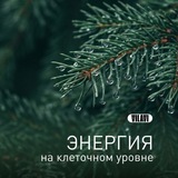 Telegram profile photo for 🌿Энергия клетки✨