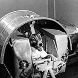 Telegram profile photo for Laika the space dog | Solana