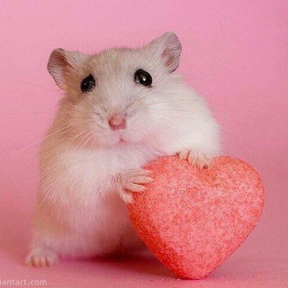 Telegram profile photo for пекарня шарлотки 🍰