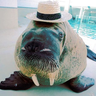 Telegram profile photo for ЖиП