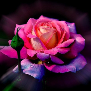 Telegram group profile photo for Про Розы🌹и не только... 😊