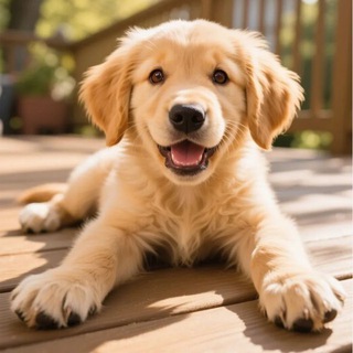 Telegram profile photo for Зверёк