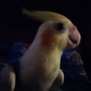 Telegram profile photo for IgQreshka
