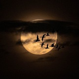 Telegram profile photo for الشِّعر | خليةُ الروح 🌑
