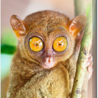 Telegram group profile photo for Филиппины Панглао Бохоль Себу Panglao Bohol Philippines Sebu