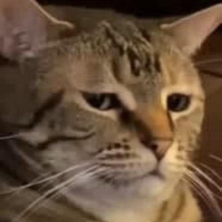Telegram profile photo for Gifs de Gatos