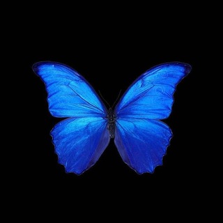 Telegram profile photo for -V Loner🦋