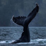 Telegram profile photo for اقیانوس آرام 🌊