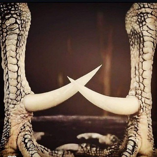 Telegram profile photo for کانال خار لاری