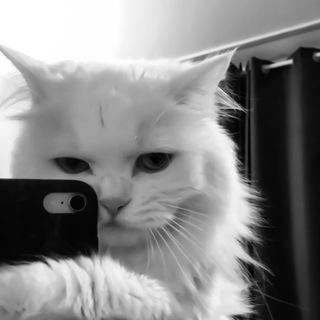 Telegram profile photo for локи чмоки