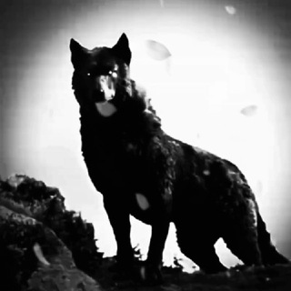 Telegram profile photo for الذئب الأسود 🖤