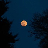 Telegram profile photo for the moon
