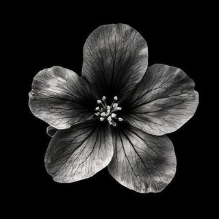 Telegram profile photo for ð°ðµðð¶ð¹ðŽðšð»ð°ð¶ðµ ð¹ð°ð¿ð