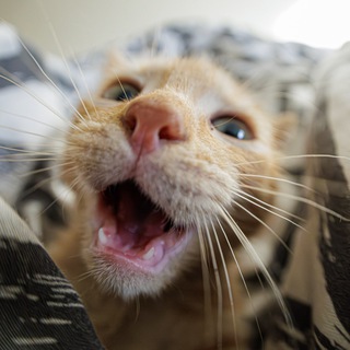 Telegram profile photo for Рыжий пёс🐈