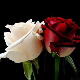 Telegram profile photo for روشنگری