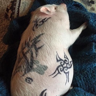 Telegram profile photo for WANTATTOO