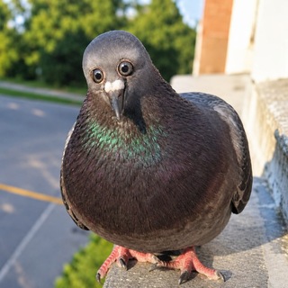 Telegram profile photo for Animais fantásticos 🦆 e onde habitam